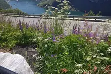 Blüten53.webp