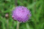 Blüten56.jpg