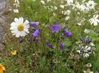 Blüten45.webp