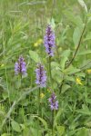 Blüten51.jpg