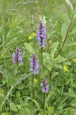 Blüten51.webp