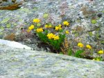 Blüten44.jpg
