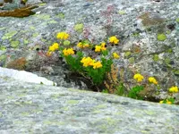 Blüten44.webp