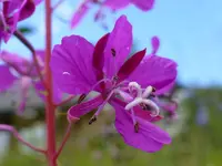 Blüten59.webp