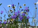 Blüten58.jpg