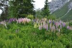 Blüten47.jpg