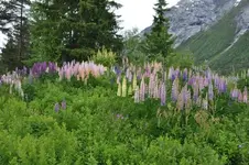 Blüten47.webp
