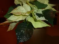 P1100900.webp