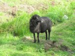 Bild 1195.jpg