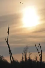 Sonne.webp