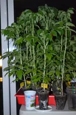 DSC_4252_Tomate_im_Marz.webp