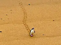 meine Spuren im Sand....webp