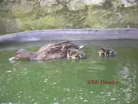 T_Enten_Junge_klein_09_2011_mr.ditschy.webp