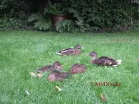 T_Wildenten_Paar_mit_junge_2010_mr.ditschy.webp