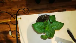 aji golden.webp