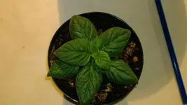 roc de seda.webp