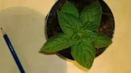 Roc cap 363.webp