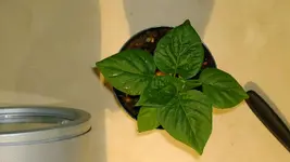 aji acuador orange.webp