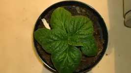 orange locoto.webp