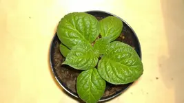 rco costa rica red.webp