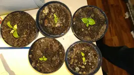 sorgenkinder charo orange aji crystal pi260 madame jeanette congo trinidad.webp
