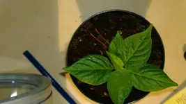aji limo.webp