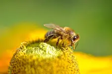 Tiere1.webp