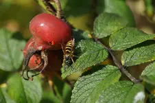 Tiere7.webp