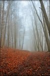 DSC_0551.jpg