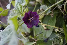 _DSC3862.webp
