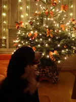 185.webp
