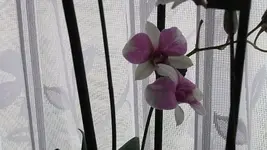 004.webp