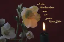 WeihnachtsChristrose rot1.webp