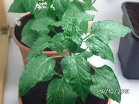 Leutschauer.webp