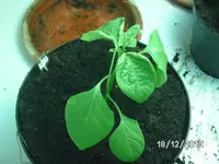 Peru 3.webp