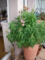 IMGP0110.webp