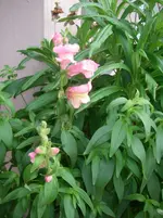 IMGP0113.webp