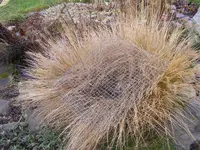 Gras.webp