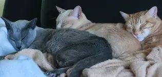 Drei Kater.webp