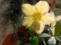 SAM_2653.webp