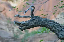 Hirsch.webp