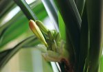 Clivia starts again_1000.JPG