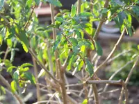 006.webp