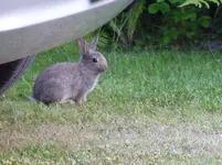 Hasi.webp