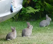 Hasi1.webp