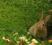 Hasi3.webp