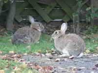2 Hasen.webp