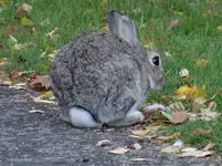 Hase1.webp