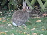 Hase2.webp