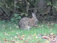 Hase putzt.webp